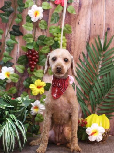 20230804モモちゃん